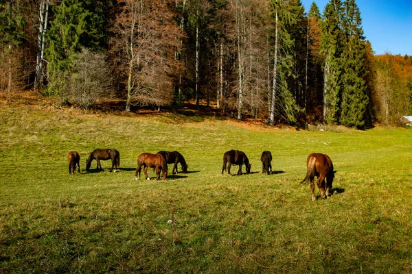 Άλογα Στα Βουνά — Φωτογραφία Αρχείου