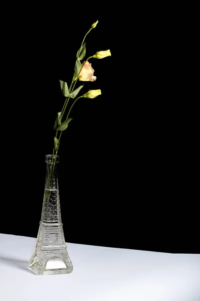 黑色背景花瓶中美丽的花朵 — 图库照片