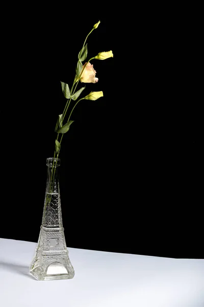 Hermosas Flores Jarrón Sobre Fondo Negro —  Fotos de Stock