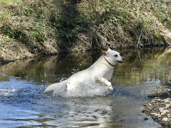 Hond Het Water Natuur Achtergrond — Stockfoto