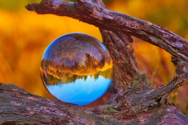 Скляна Куля Дереві Лісі — стокове фото