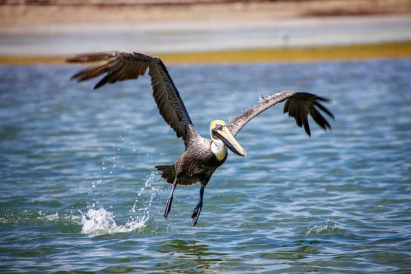 Ein Großer Weißer Pelikan Fliegt Himmel — Stockfoto