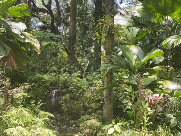 Jungle Tropicale Dans Forêt Sur Fond Nature — Photo