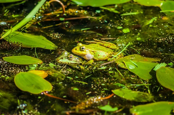 Žáby Rybníku — Stock fotografie