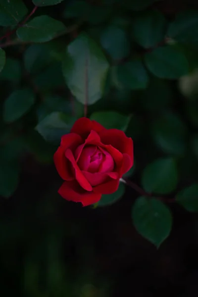 Hermosa Rosa Roja Jardín —  Fotos de Stock