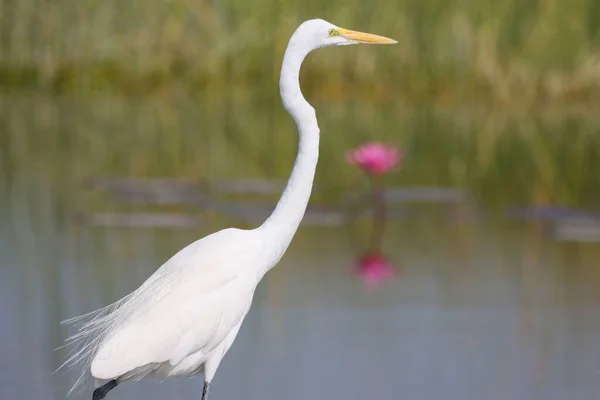 Grande Aigrette Dans Eau — Photo