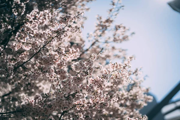 Vackra Vårblommor Trädgården — Stockfoto