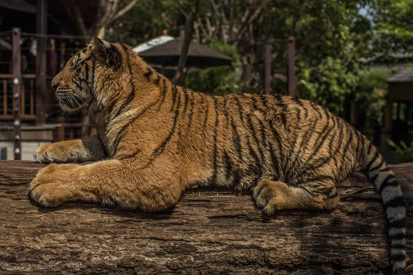Τίγρης Στο Ζωολογικό Κήπο Στο Φόντο Της Φύσης — Φωτογραφία Αρχείου