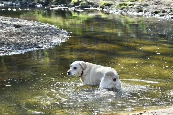 Собака Грає Водою Озері — стокове фото