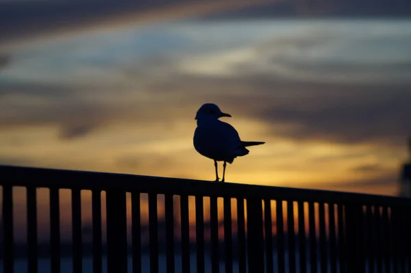 Möwe Strand — Stockfoto