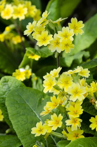 Gula Blommor Trädgården — Stockfoto