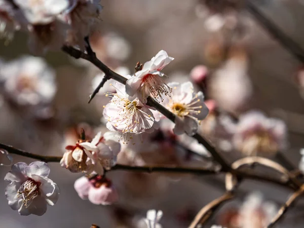 Belas Flores Primavera Jardim Fundo Natureza — Fotografia de Stock