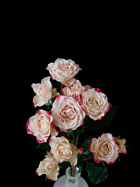 Siyah Arka Planda Güzel Güller — Stok fotoğraf