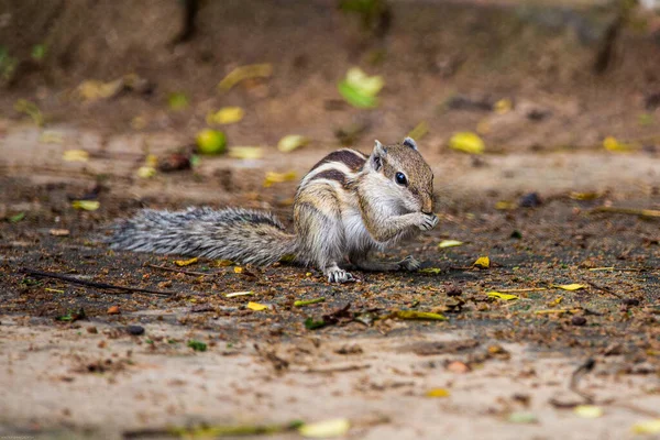 Écureuil Mangeant Des Noix Dans Forêt — Photo