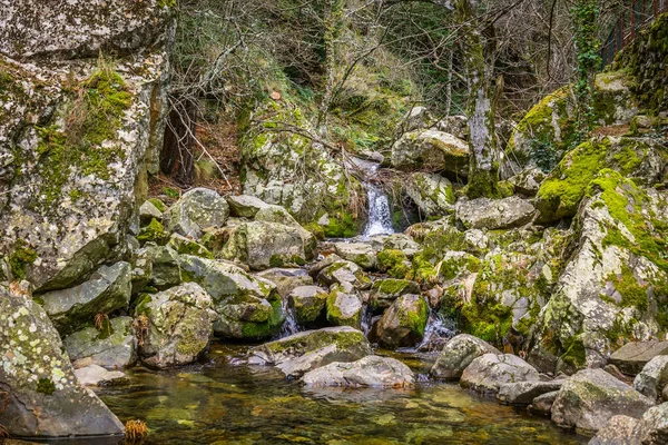 Ormandaki Nehrin Güzel Manzarası — Stok fotoğraf