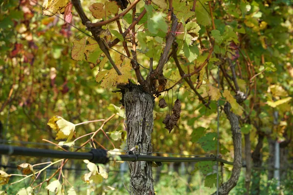 Plano Vertical Árbol Viñedo — Foto de Stock