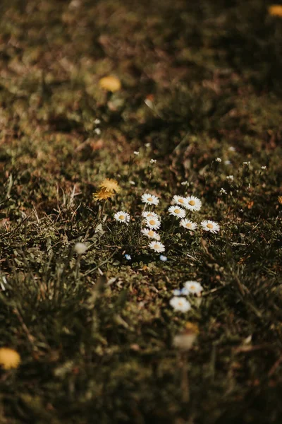 Close Green Moss — Stock Photo, Image