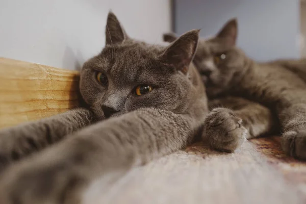 Roztomilé Kočky Ležící Podlaze Pozadí Zblízka — Stock fotografie