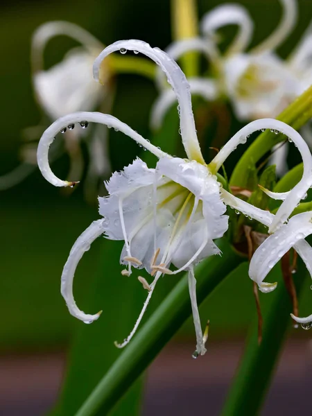 Belas Flores Brancas Jardim Fundo Natureza — Fotografia de Stock