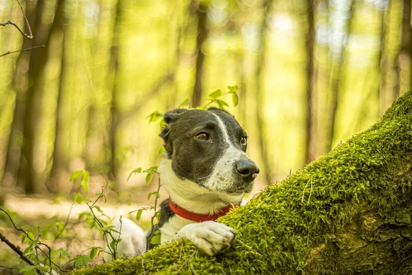 Hond Het Bos — Stockfoto