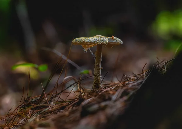 Sapo Pequeno Sentado Uma Árvore Floresta Com Folhas — Fotografia de Stock