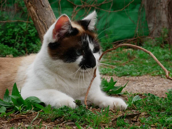 Кошка Траве Фоне Природы — стоковое фото