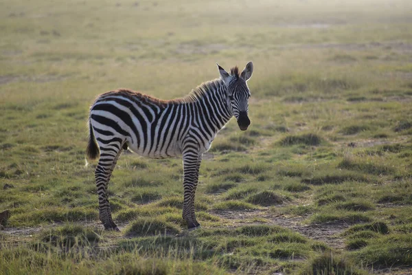 Zèbre Dans Savane Sur Fond Nature — Photo