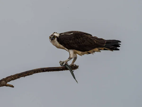 鳥が空を飛んでいます — ストック写真