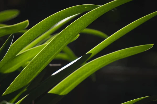 Hojas Verdes Flora Follaje — Foto de Stock