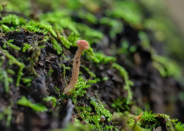 Musgo Verde Crescendo Floresta — Fotografia de Stock