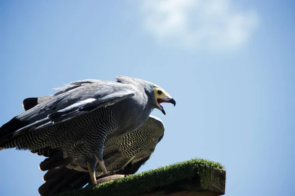 Mouette Volant Dans Ciel — Photo