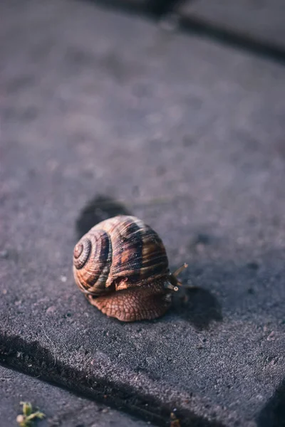 아스팔트에 달팽이 — 스톡 사진