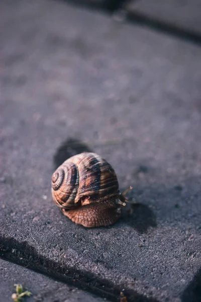 Lumaca Sull Asfalto — Foto Stock