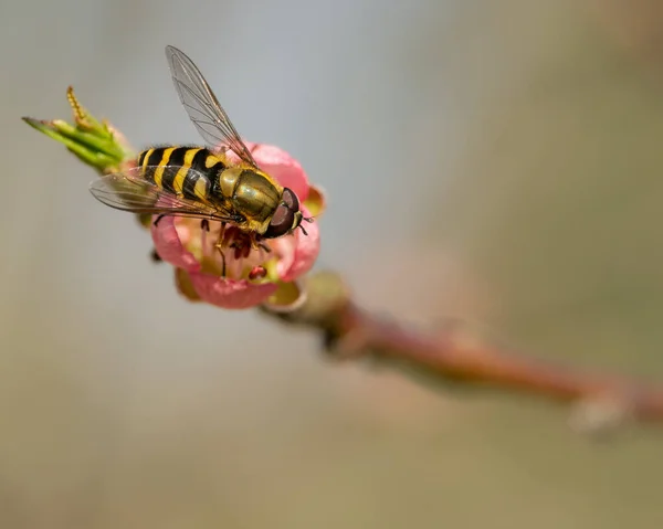 Wasp Flower — Stock Photo, Image