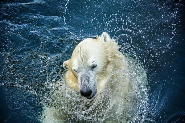 Білий Ведмідь Воді — стокове фото