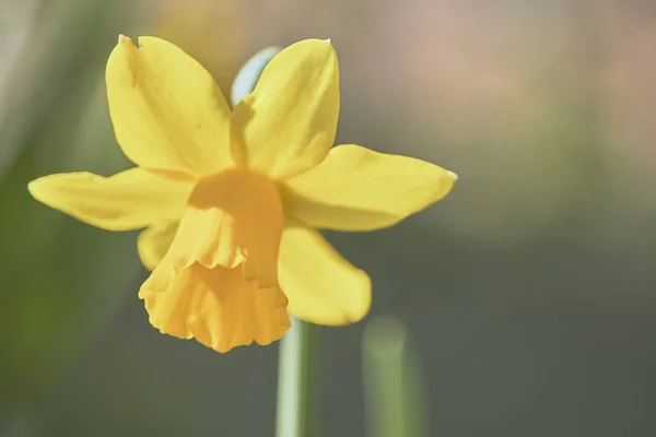 Fleur Jonquille Jaune Dans Jardin — Photo