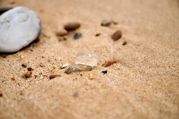 Muscheln Auf Sandstrand Hintergrund — Stockfoto