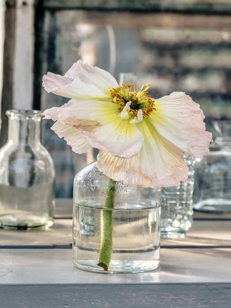 Schöne Blume Glasvase Auf Holztisch — Stockfoto