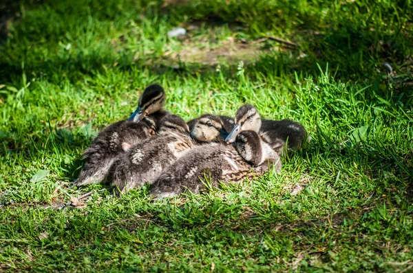 Junge Süße Baby Ente Auf Dem Gras — Stockfoto