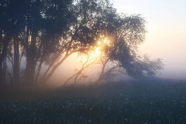 Bellissimo Tramonto Con Nebbia Alberi — Foto Stock