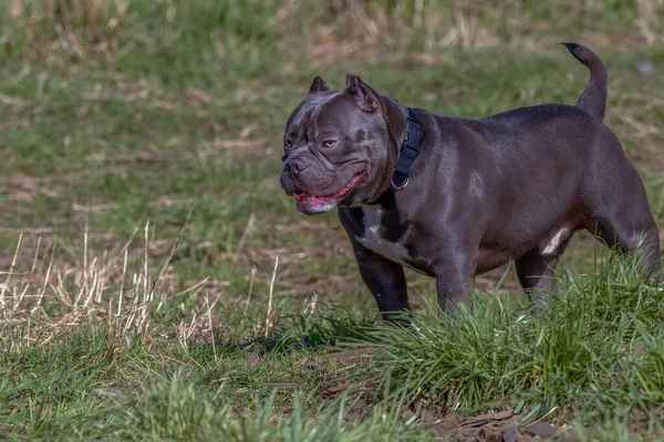 Kutyapóz Francia Bulldog — Stock Fotó