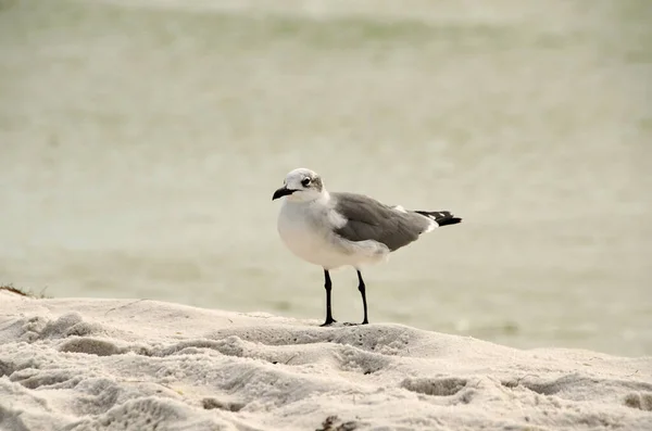 Oiseau Sur Plage Sable — Photo