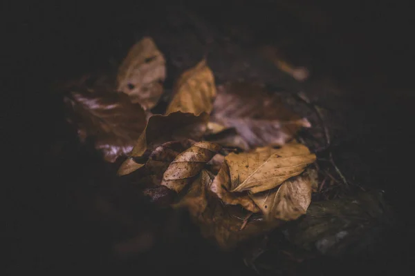 秋の紅葉秋の紅葉 — ストック写真
