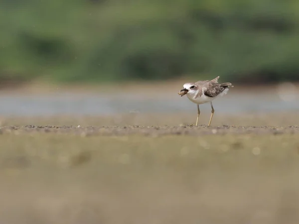 Ein Vogel Auf Dem Fluss — Stockfoto