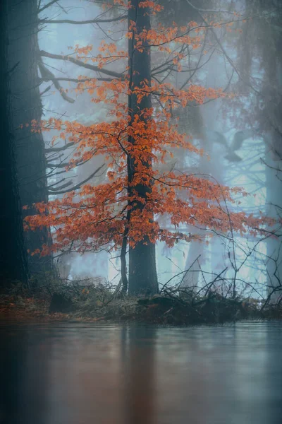 Schöner Herbstwald Mit Bäumen Und Blättern — Stockfoto