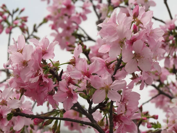 Roze Sakura Bloemen Het Voorjaar — Stockfoto