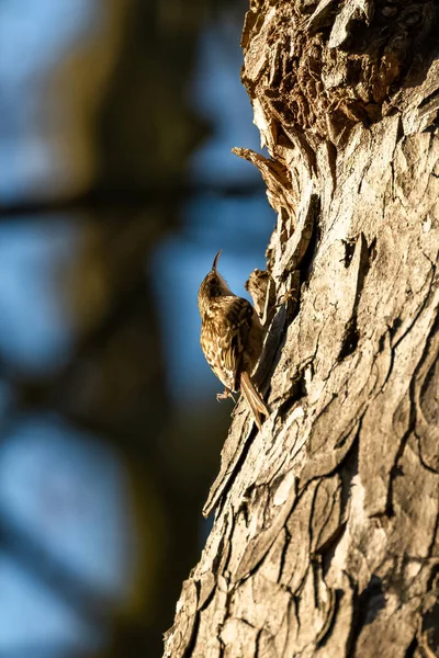 Primo Piano Uccello Seduto Ramo Albero — Foto Stock