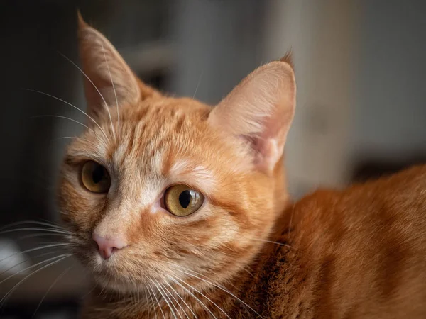 Söt Katt Med Röda Ögon — Stockfoto