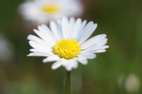 Біла Ромашкова Квітка Саду — стокове фото