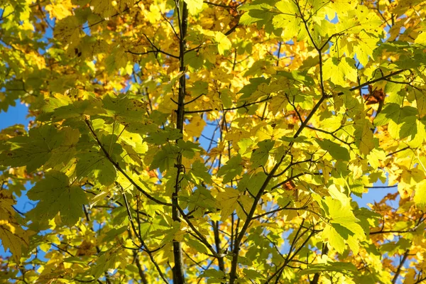 Foglie Autunno Nella Foresta Sullo Sfondo Della Natura — Foto Stock